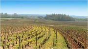 Domaine Hubert Chavy Puligny Montrachet Les Enseign�res