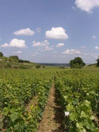 Domaine Dominique Laurent