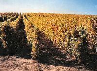 Domaine Gaillard Cote Rotie