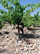 Domaine de la Mordor�e Chateauneuf du Pape Reine des bois