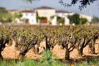 Domaine Beaucastel Chateauneuf du Pape