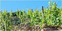 Domaine Jaboulet Hermitage La Chapelle