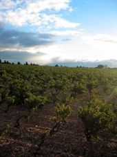 Domaine La Janasse Châteauneuf du Pape