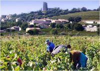 Domaine Pegau Chateauneuf du Pape