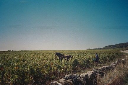 Burgundy 2026: a very small harvest, but an "explosion of ... Burgundy 2026: a small harvest, but ...