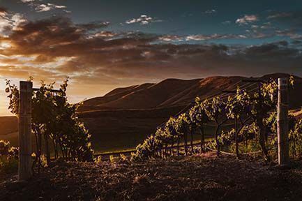 La folle ascension du domaine d’Auvenay